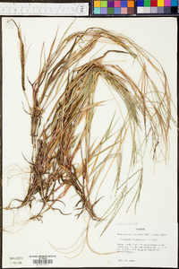 Digitaria filiformis image