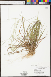 Digitaria filiformis image