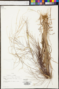 Digitaria filiformis image