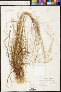 Digitaria filiformis image