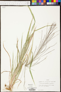 Digitaria filiformis image