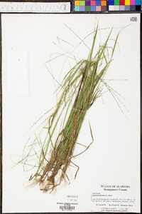 Digitaria filiformis image