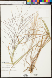 Digitaria filiformis image