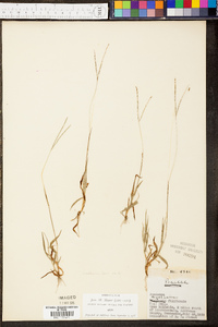 Digitaria filiformis image