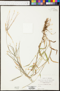 Danthonia sericea image