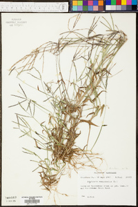 Digitaria ciliaris image