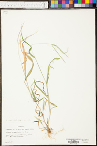 Danthonia sericea image