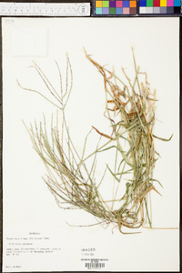 Digitaria ciliaris image