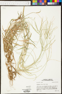 Digitaria ciliaris image