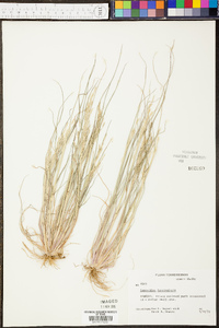 Digitaria compacta image