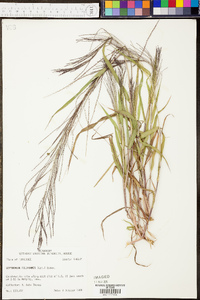 Digitaria filiformis image