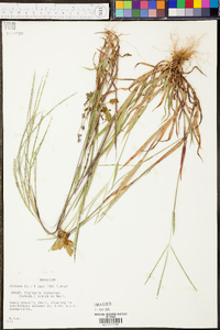 Danthonia sericea image