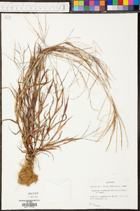 Digitaria ischaemum image