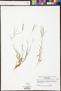 Danthonia sericea image