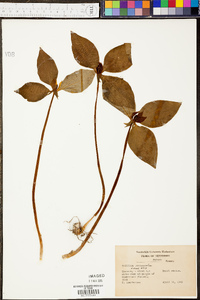 Trillium recurvatum image