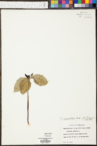 Trillium recurvatum image