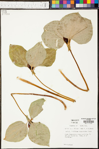 Trillium recurvatum image