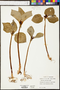 Trillium recurvatum image