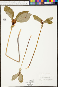 Trillium recurvatum image