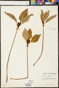 Trillium sulcatum image