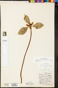 Trillium recurvatum image