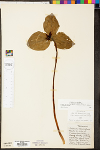 Trillium recurvatum image