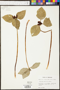 Trillium recurvatum image