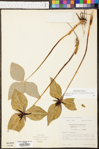 Trillium sulcatum image