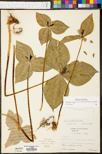 Trillium stamineum image