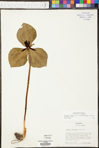 Trillium stamineum image