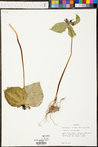 Trillium stamineum image