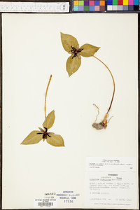 Trillium stamineum image