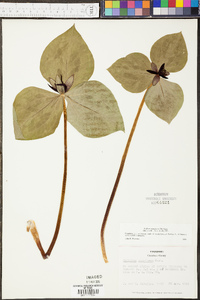 Trillium stamineum image