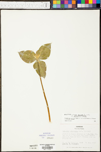 Trillium stamineum image