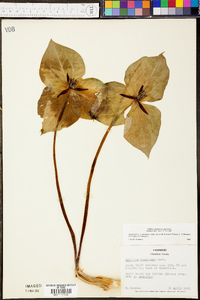 Trillium stamineum image