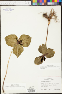 Trillium stamineum image