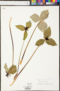 Trillium stamineum image