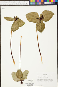 Trillium stamineum image