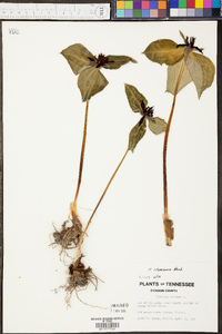 Trillium stamineum image