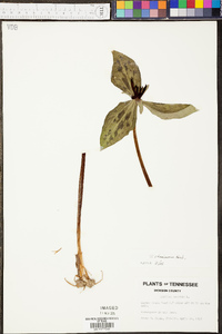 Trillium stamineum image