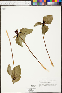 Trillium stamineum image