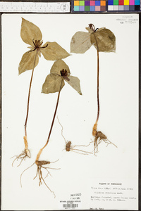 Trillium stamineum image