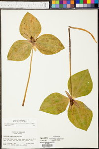 Trillium stamineum image