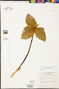 Trillium stamineum image