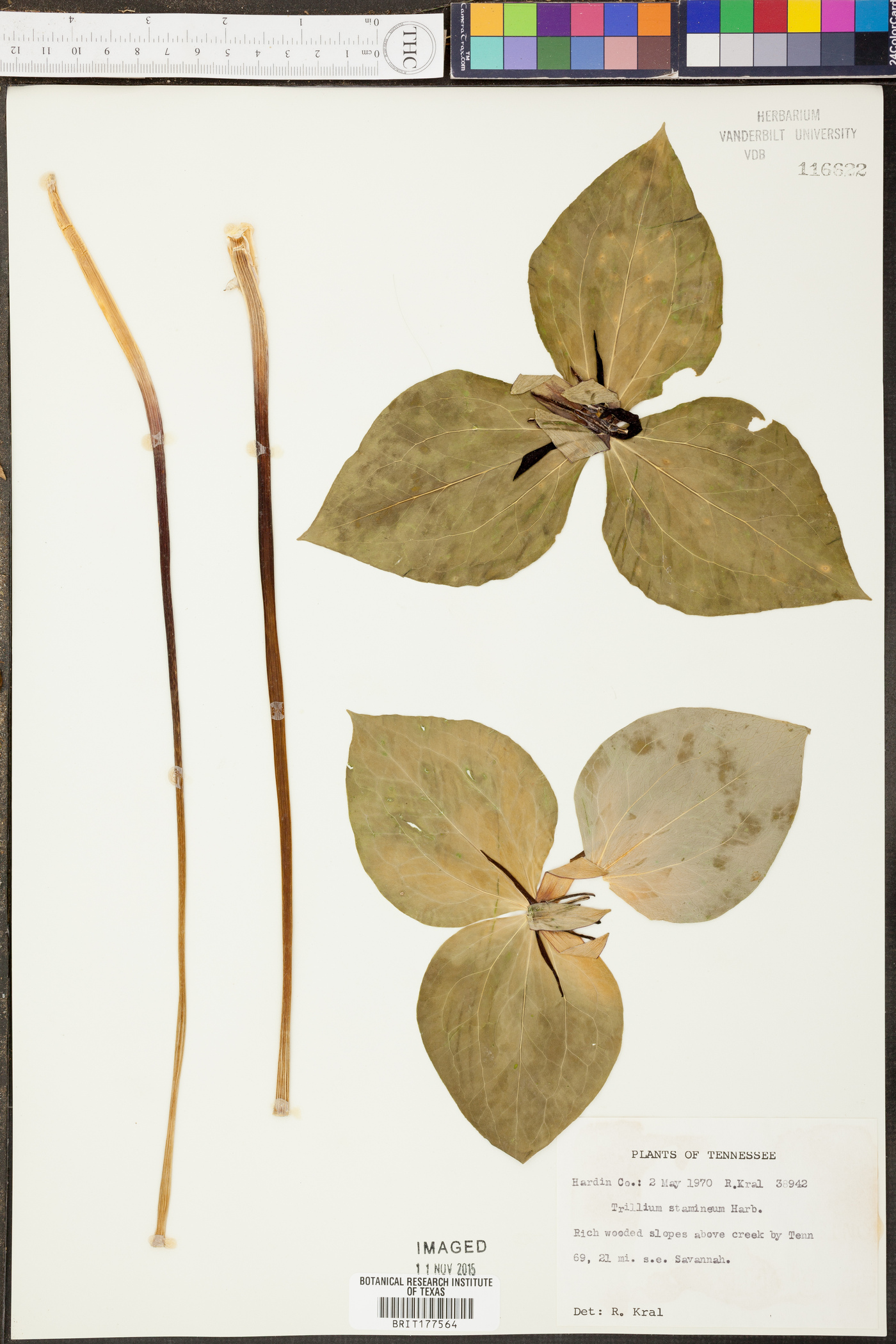 Trillium sulcatum image