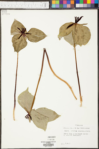 Trillium stamineum image