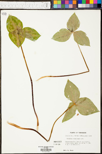 Trillium stamineum image