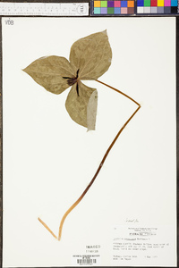 Trillium stamineum image