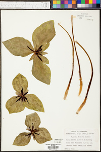 Trillium stamineum image