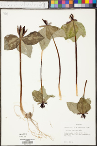 Trillium stamineum image